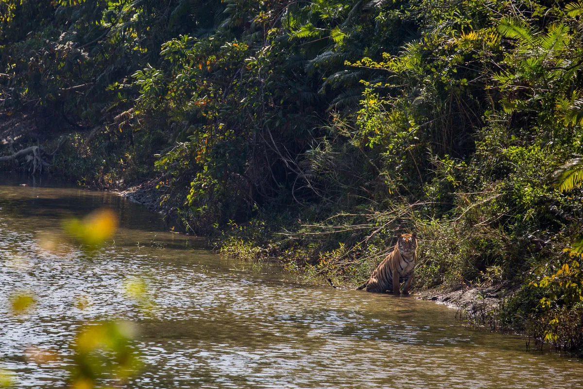 A tiger taking a bath in Bardia National Park, Nepal. © Emmanuel Rondeau