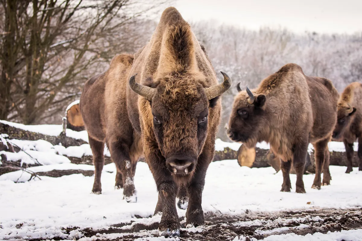 More than 100 bison now roam in Romania. © Getty Images