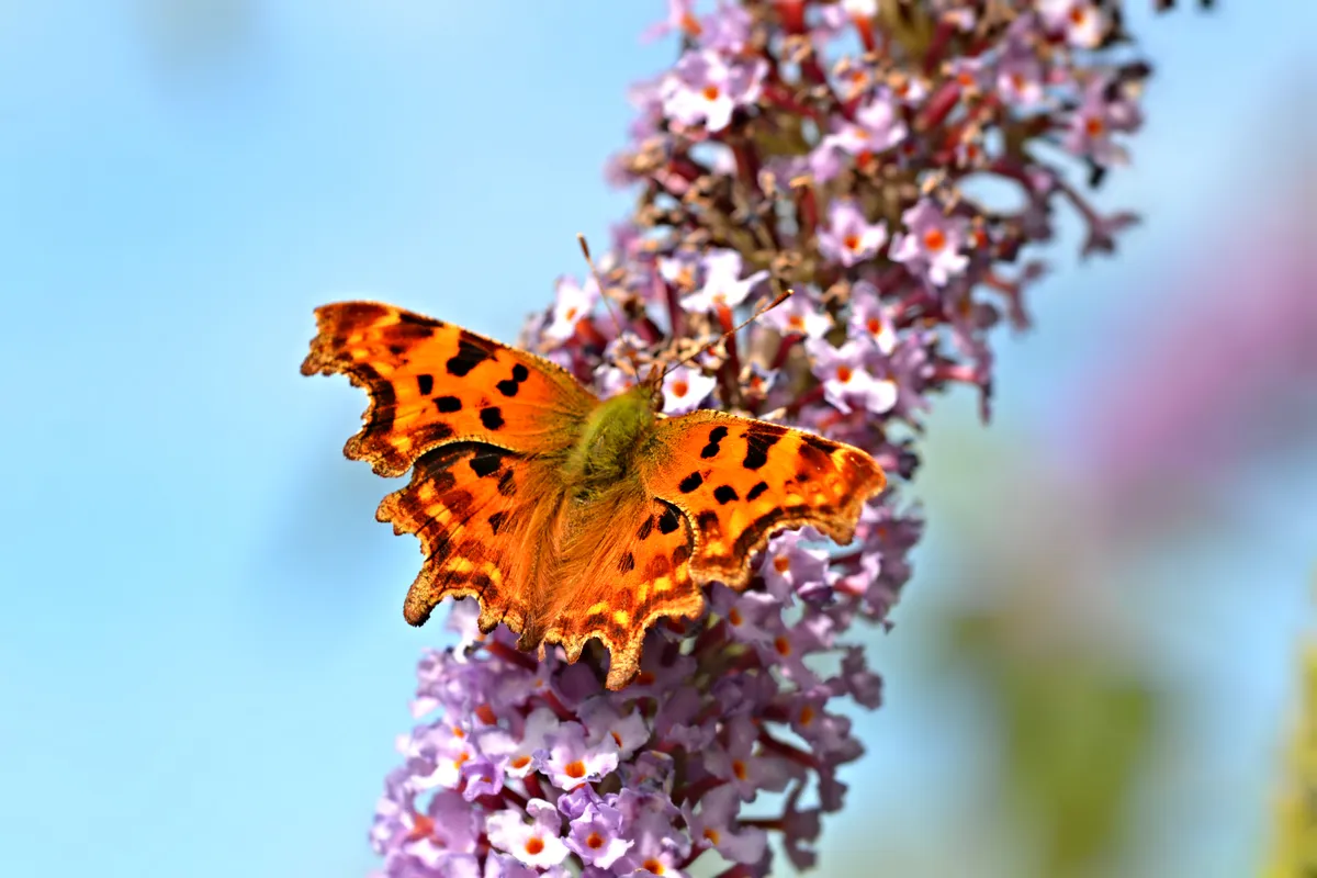 Comma butterfly. © Andrew Cooper/Butterfly Conservation