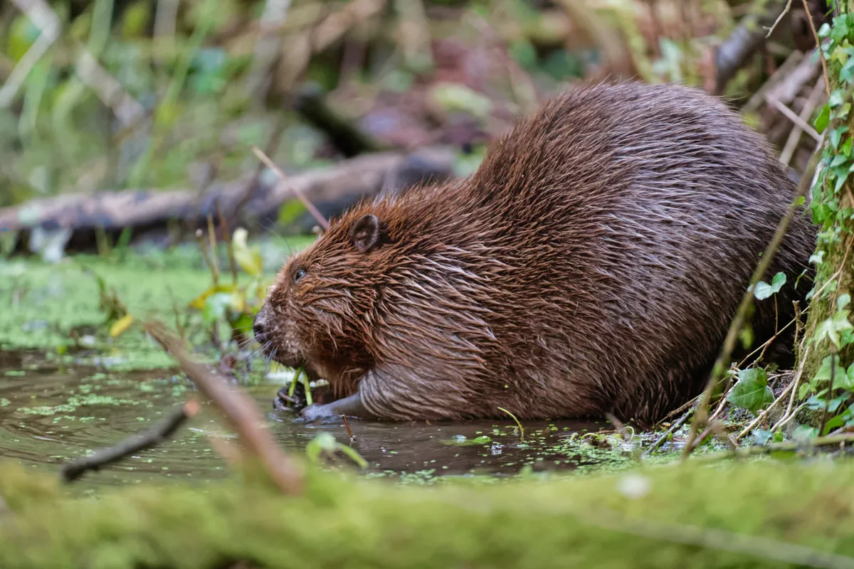 One of the introduced adult beavers nibbling nettle stems. © Nick Upton/National Trust