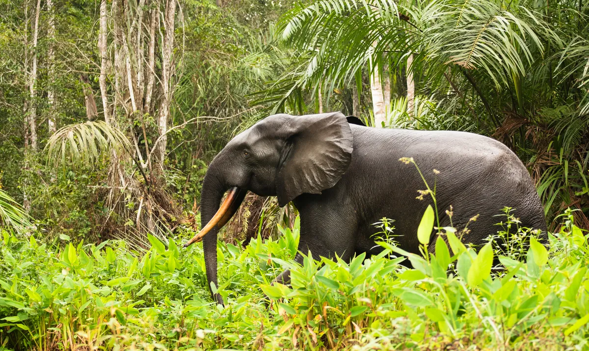 African forest elephant in Libreville, Gabon. © Jwngshar Nazary/EyeEm/Getty