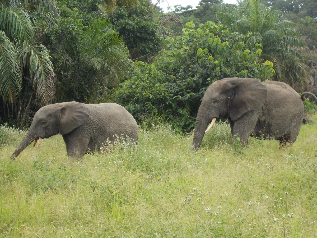 Forest elephants. © Fauna & Flora International