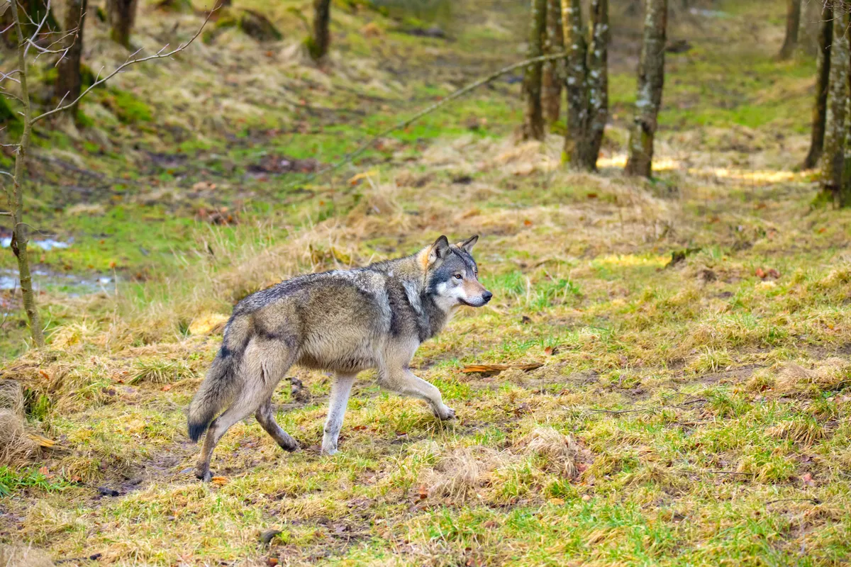 Grey wolf in autumn in Norway. © Getty Images
