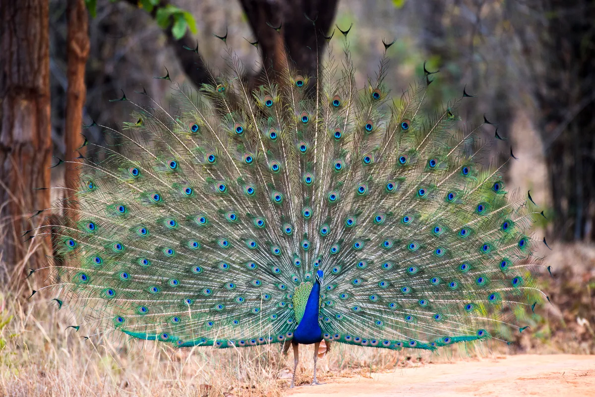 A male Indian peacock in courtship display by a track in Bandhavgarh National Park, in India. © James Warwick/Getty Images