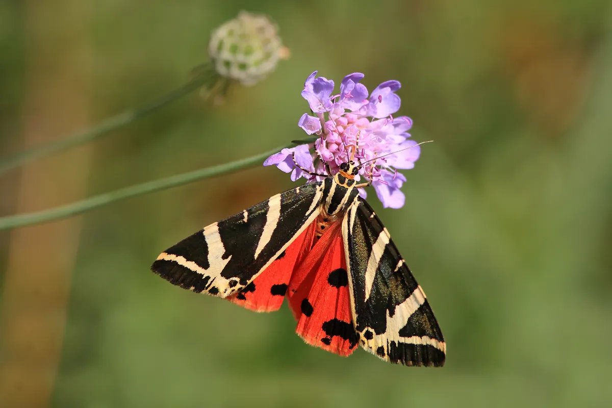 Jersey tiger moth. © Luigi Sebastian/Butterfly Conservation
