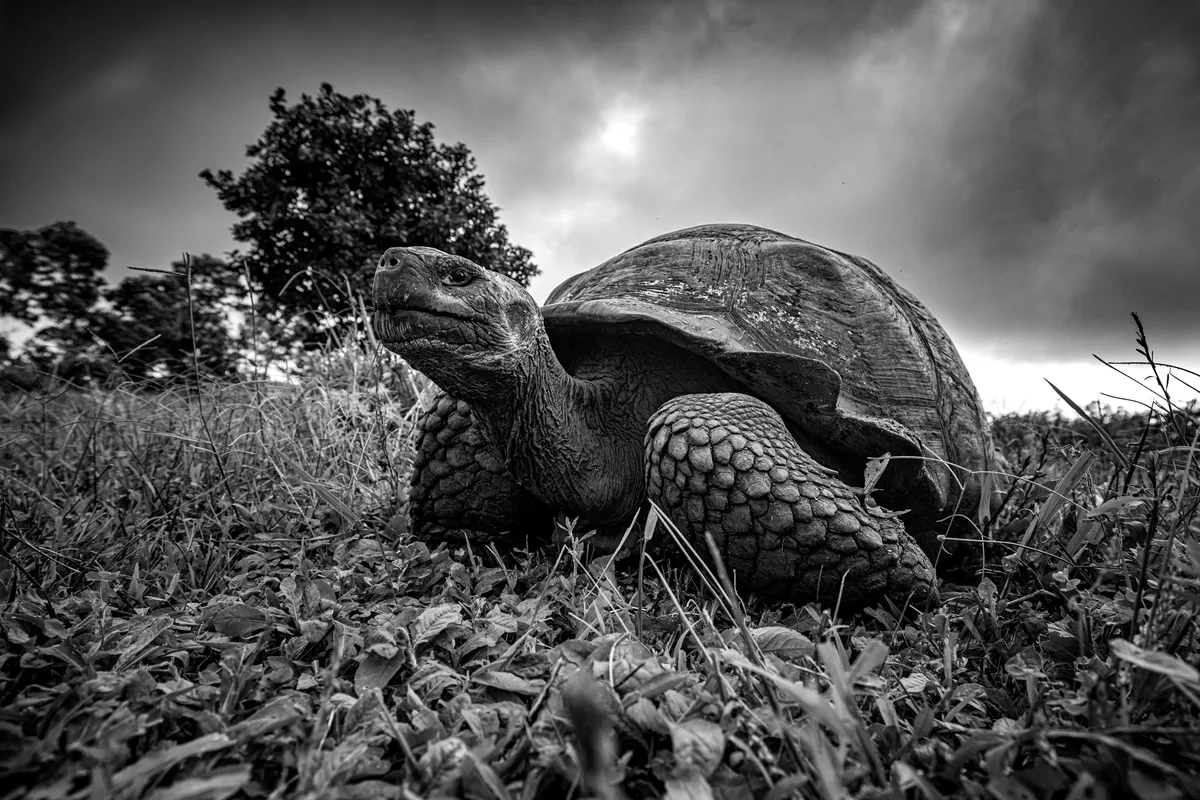 Joint 2nd place Up Close and Personal: Galápagos giant tortoise, Santa Crus island. © Leighton Lum/Galapagos Conservation Trust
