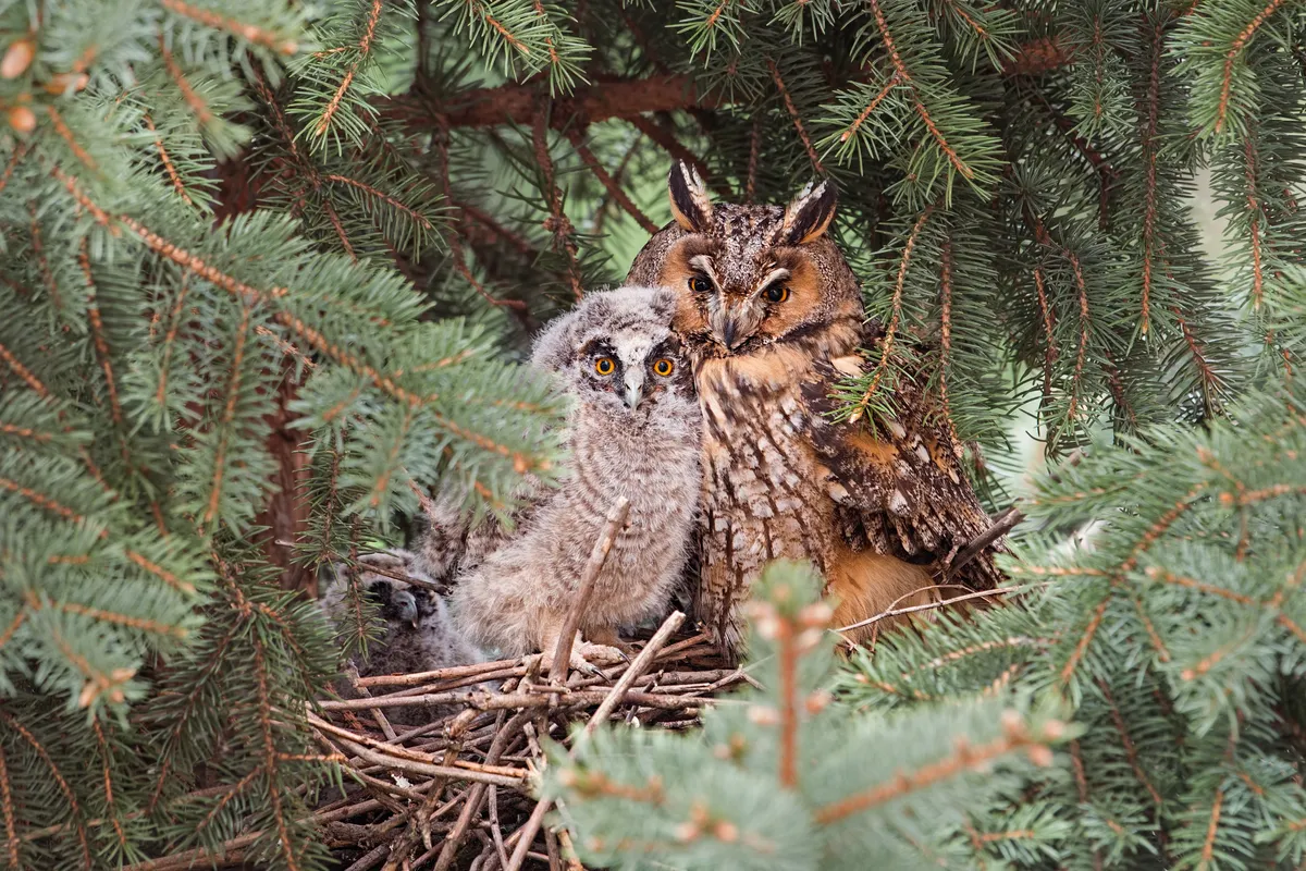 Adult and juvenile long-eared owl sitting on a nest in a coniferous tree in Slovakia. © J Mrocek/Getty Images