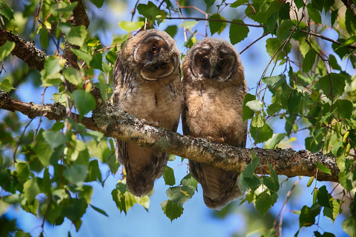 Two young long-eared owls in a tree in Germany. © Frank Fichtmüller/Getty Images