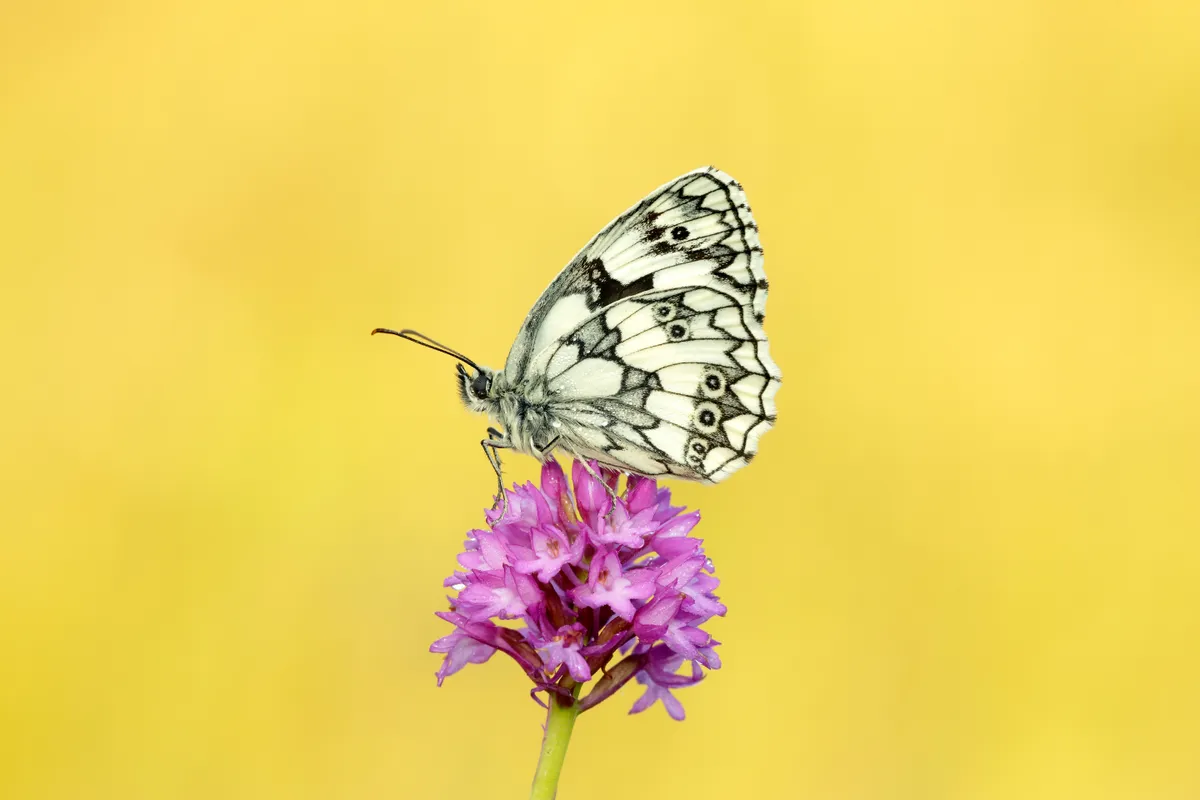 Marbled white butterfly. © Iain H Leach/Butterfly Conservation