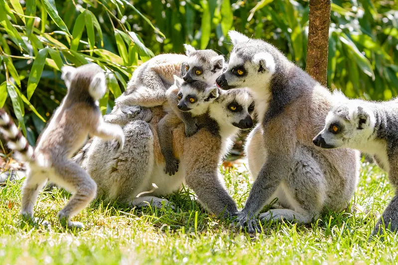 Juvenile and adult ring-tailed lemurs. © Mathias Appel