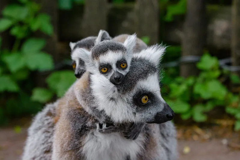 Two young ring-tailed lemurs are carried by an adult (likely their mother). © Mathias Appel