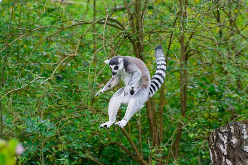 Ring-tailed lemurs can easily jump between trees. © Mathias Appel