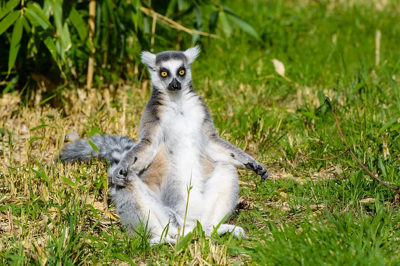 This lemur is sunning itself with its arms outstretched and belly exposed. © Mathias Appel