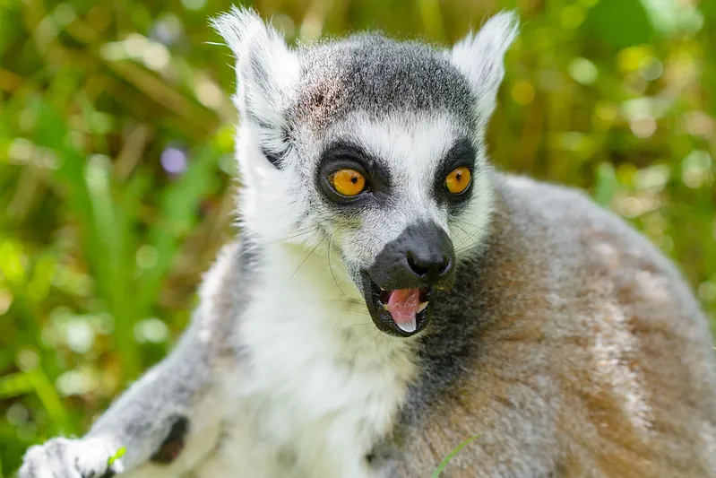 The lower teeth of the ring-tailed lemur form a toothcomb. © Mathias Appel
