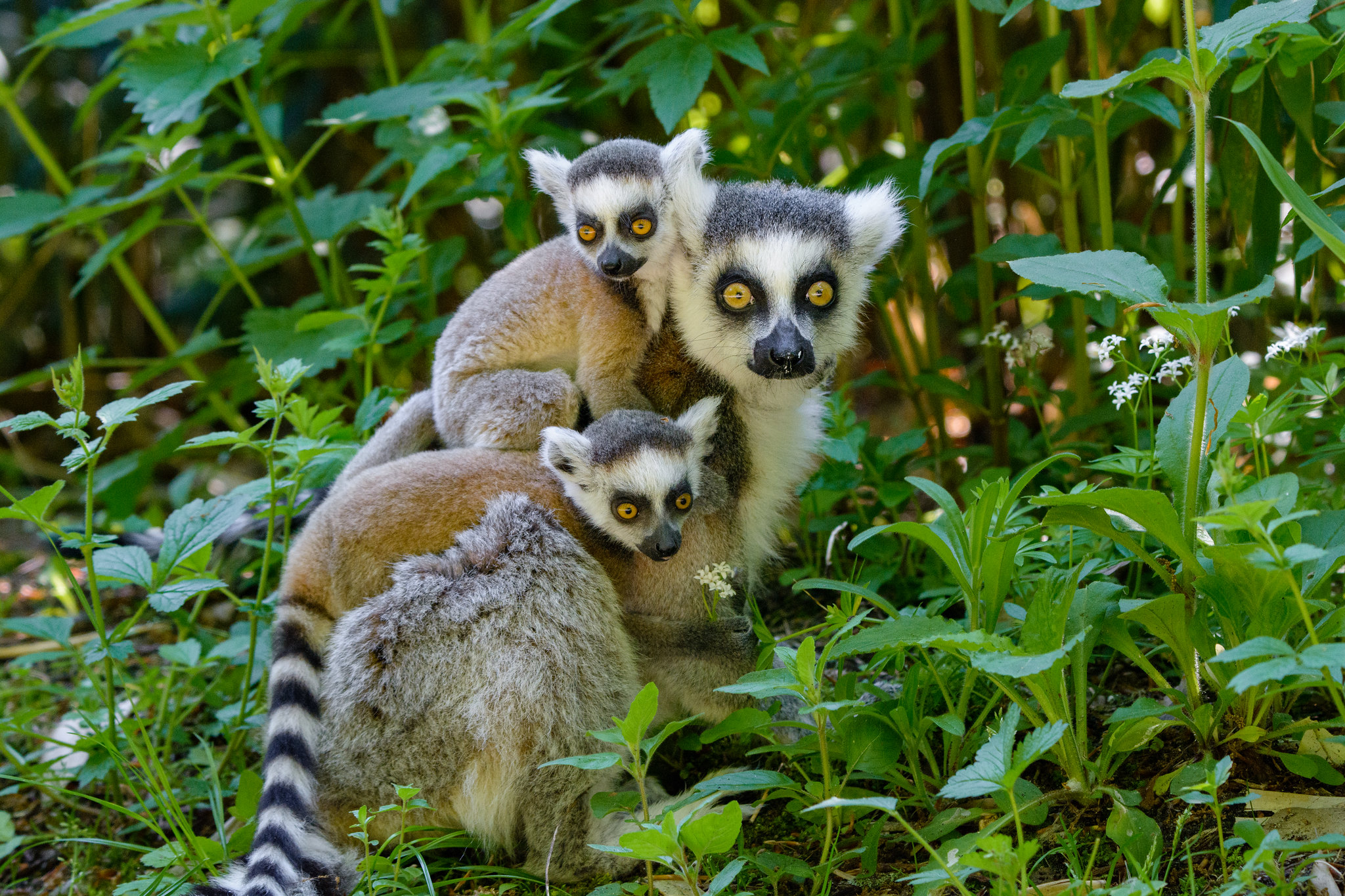 Adopt a Ring-Tailed Lemur | Symbolic Adoptions from WWF