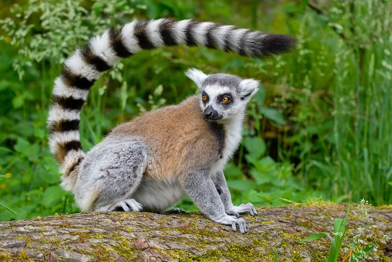 An adult ring-tailed lemur displays its tail. © Mathias Appel