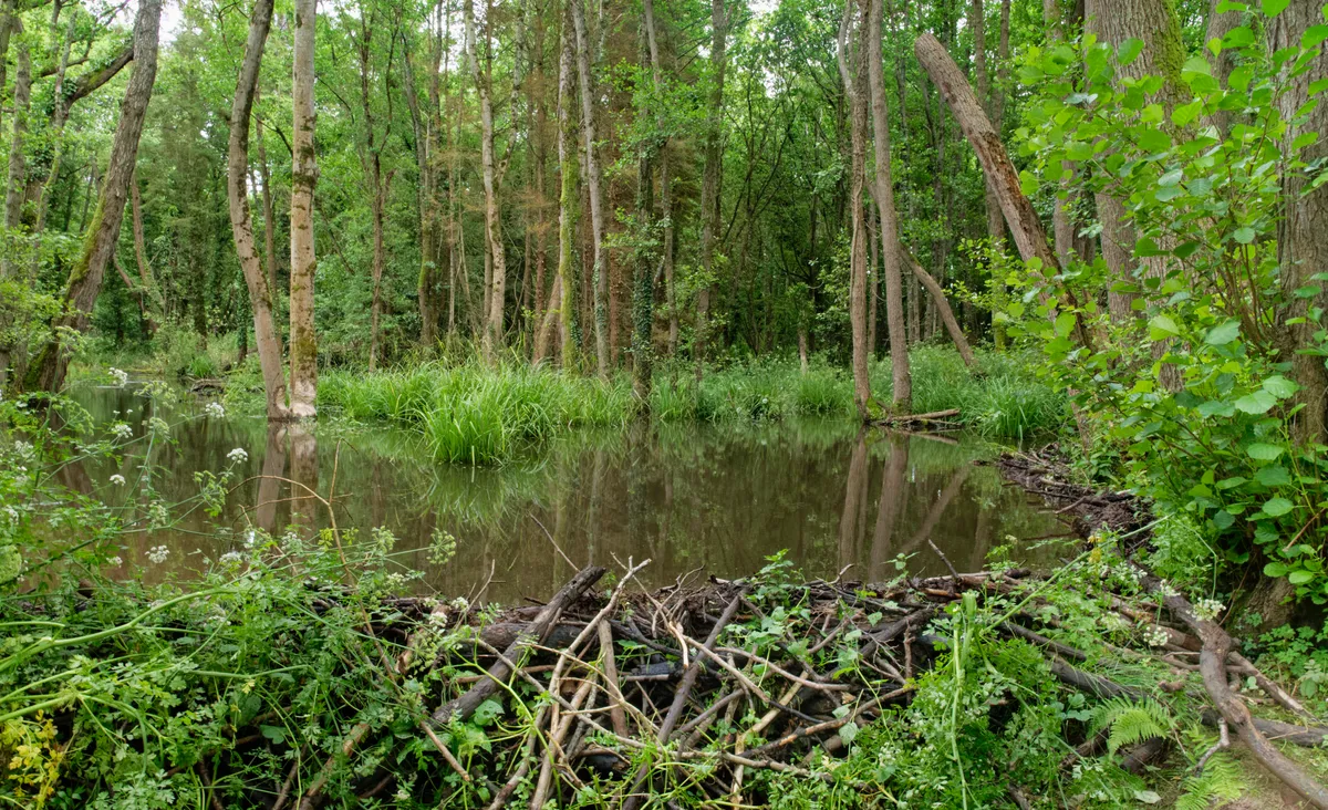 Beaver dam built of cut tree branches and mud built by Eurasian beavers to retain an extensive beaver pond in damp deciduous woodland, within a large enclosure 18 months after beavers were introduced at Holnicote Estate, Somerset, July 2021. © Nick Upton/National Trust