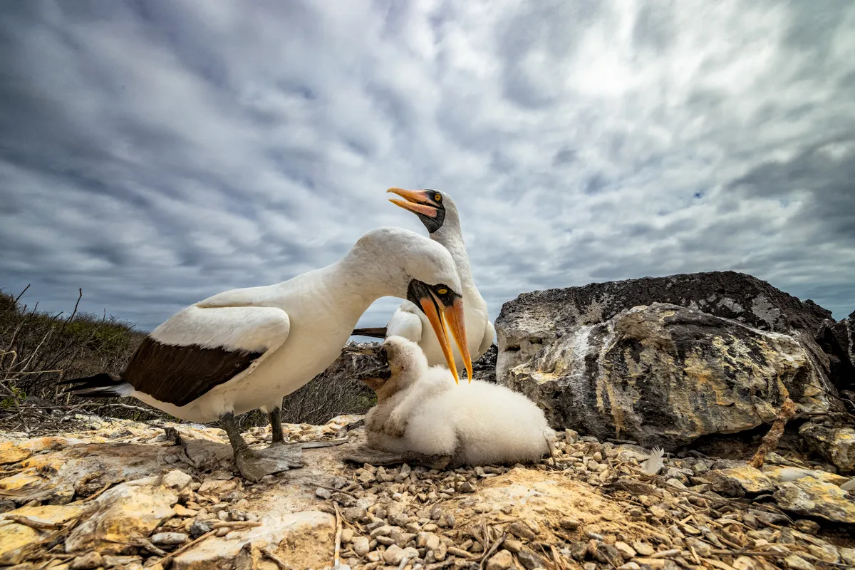 Overall 1st place and Birds of Galapagos 1st place: Nazca boobies on Española island. © Leighton Lum/Galapagos Conservation Trust