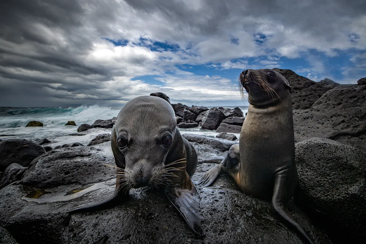 Overall 2nd place and joint 2nd place Up Close and Personal: Curious sea lion pups on North Seymour Island. © Leighton Lum//Galapagos Conservation Trust