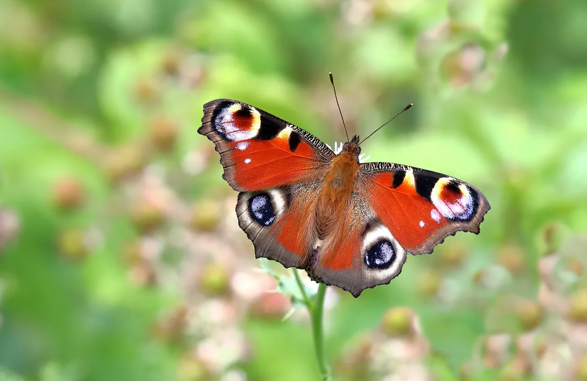 Peacock butterfly. © Mark Searle/Butterfly Conservation