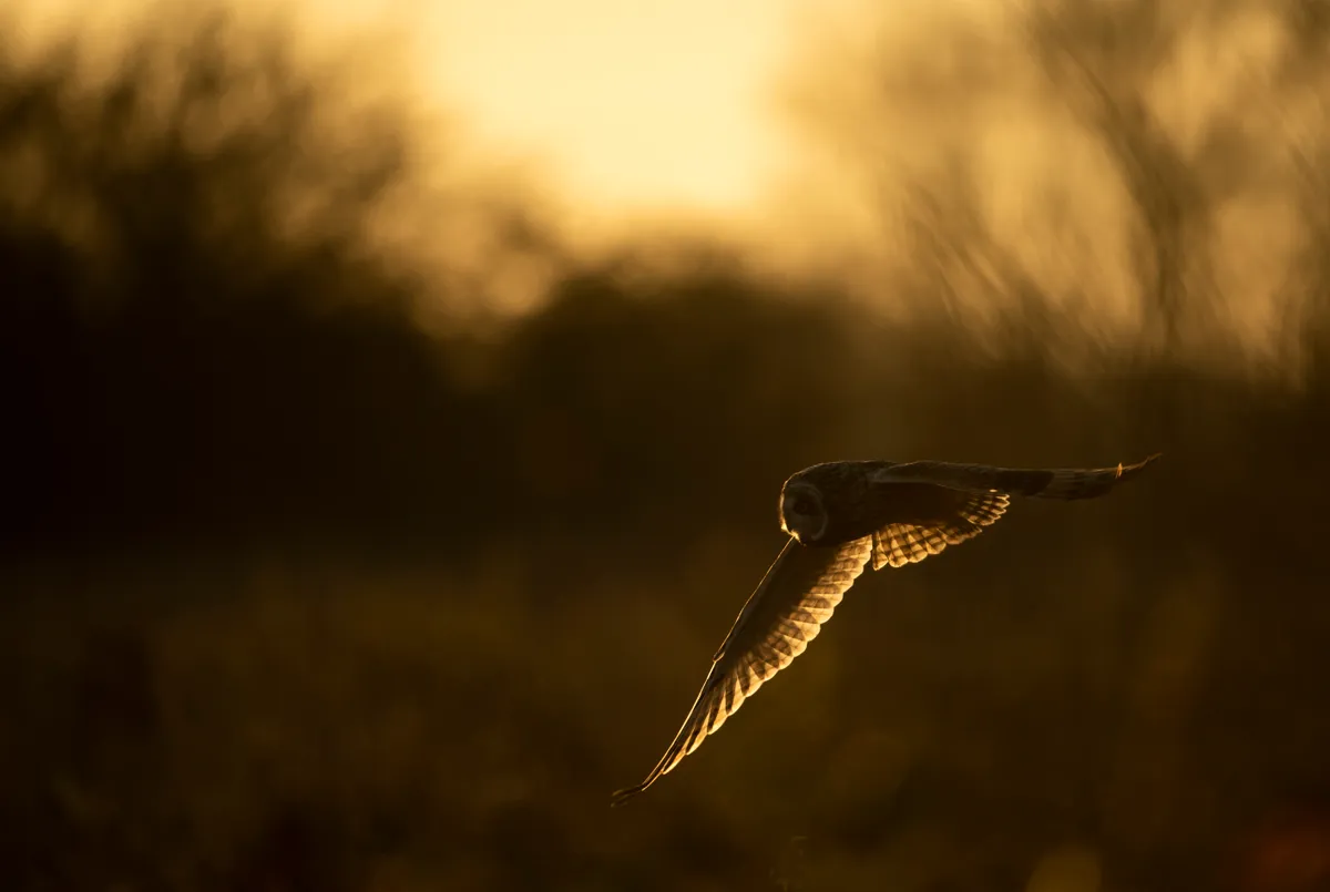 A short-eared owl hunting over rough grassland at RSPB Nene Washes Nature Reserve, Cambridgeshire, England, UK. © RSPB Images