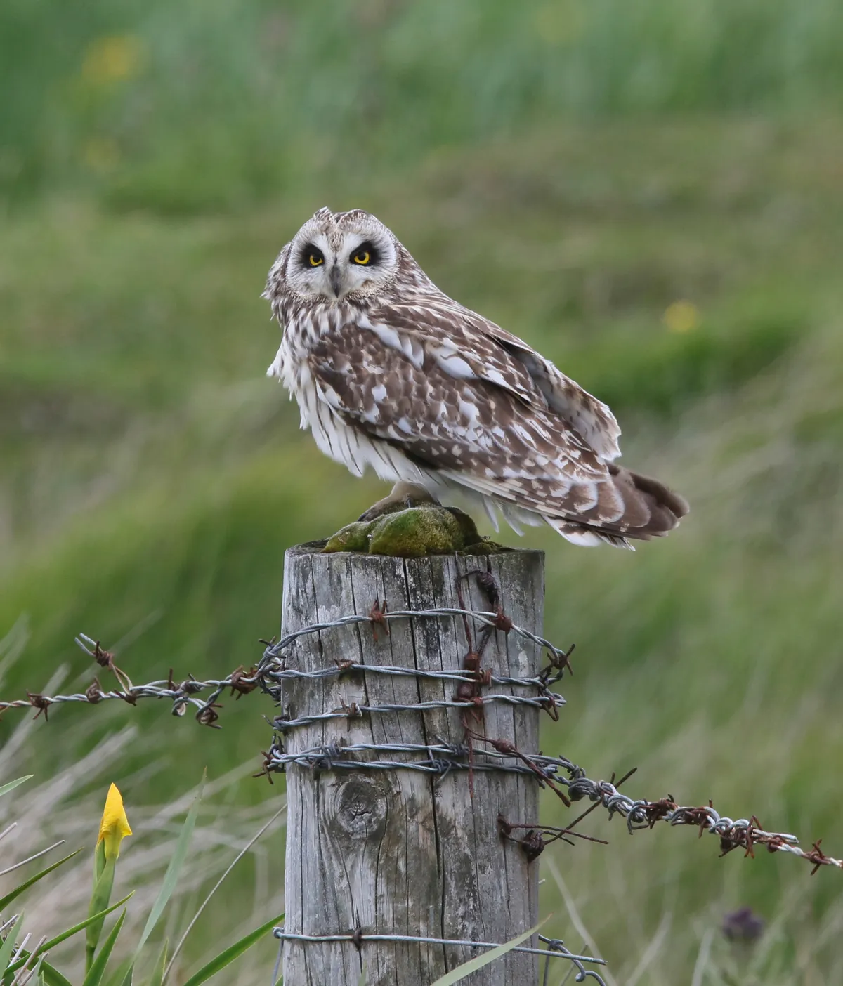 Short eared owl perched on a post, on North Uist, Shetland, Scotland, UK. © RSPB Images