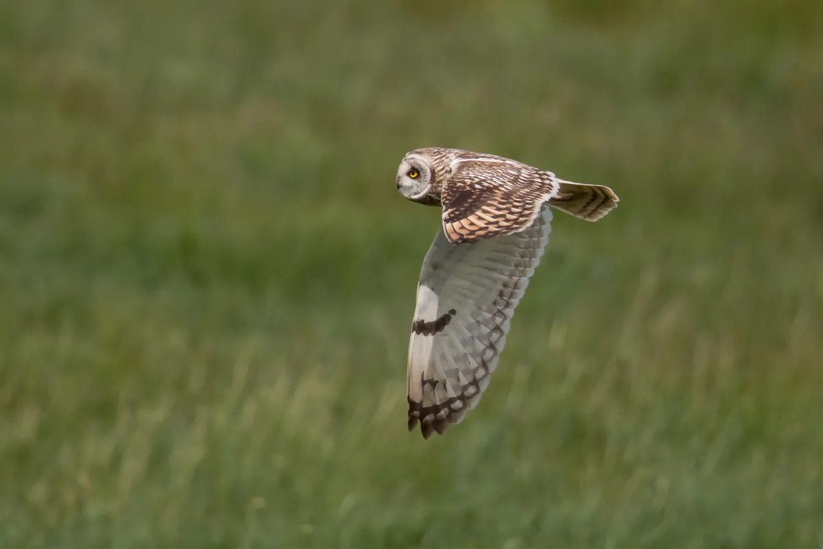 A short-eared owl in flight, against a background of blurred, meadow grassland, UK. © Getty Images