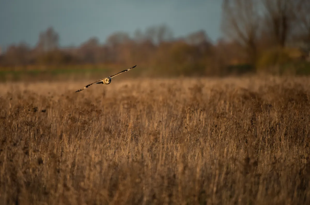 Short-eared owl hunting over rough pasture field in Cambridgeshire, England, UK. © RSPB Images
