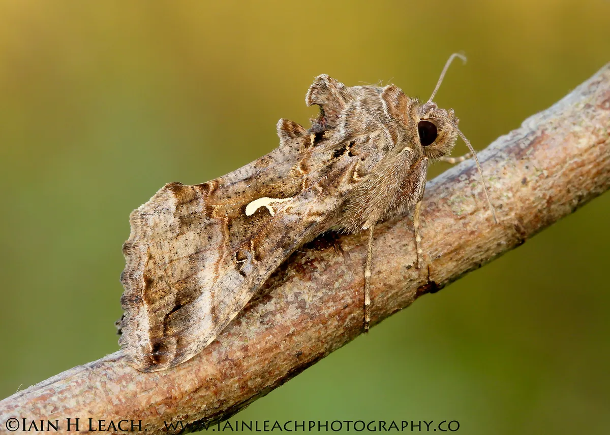 Silver Y moth. © Iain H Leach/Butterfly Conservation