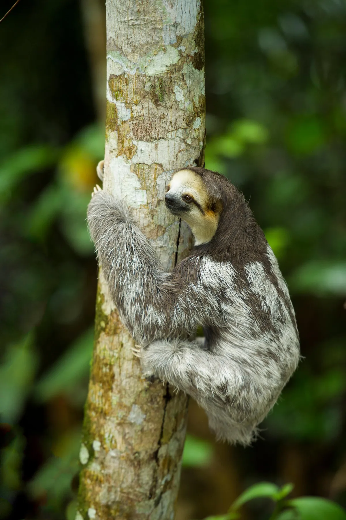A pale-throated sloth in Suriname. © Ariadne Van Zandbergen/Alamy