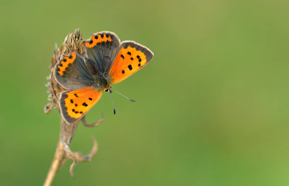 Small copper butterfly. © Bob Eade/Butterfly Conservation