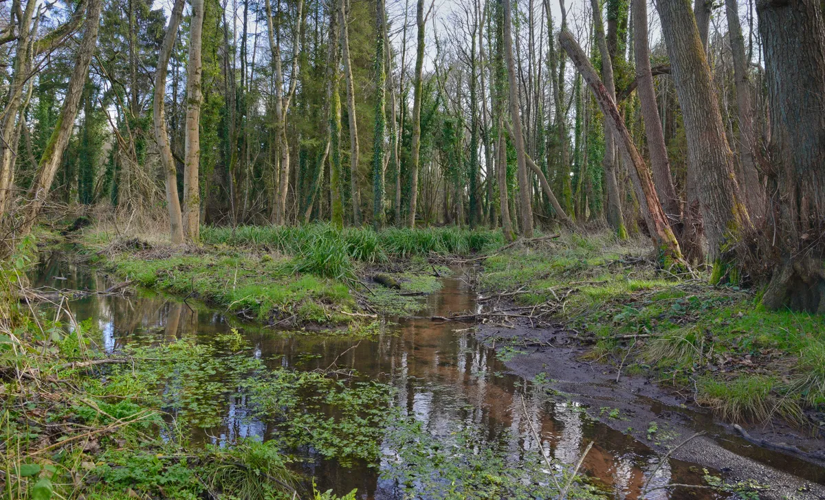 Shallow streams flowing through damp, deciduous woodland within a large enclosure for Eurasian beavers prior to their release at Holnicote Estate, Somerset, January 2020. © Nick Upton/National Trust