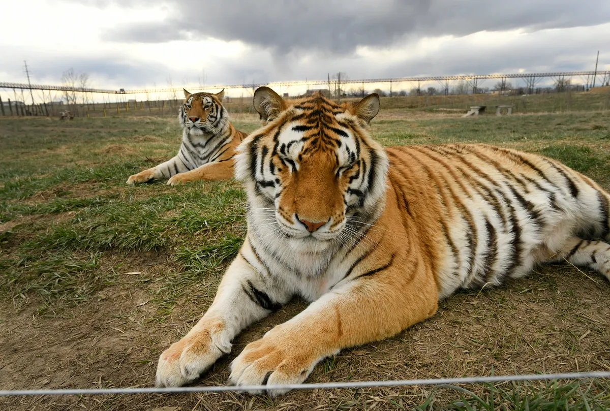 Two tiger brothers relax in their open enclosures at the Wild Animal Sanctuary on April 1, 2020 in Kennesburg, Colorado. These tigers are among 45 tigers the sanctuary taken from Joe Exotic's Greater Wynnewood Animal Park in Florida which was the subject of a miniseries on Netflix called The Tiger King. © Helen H. Richardson/MediaNews Group/The Denver Post/Getty