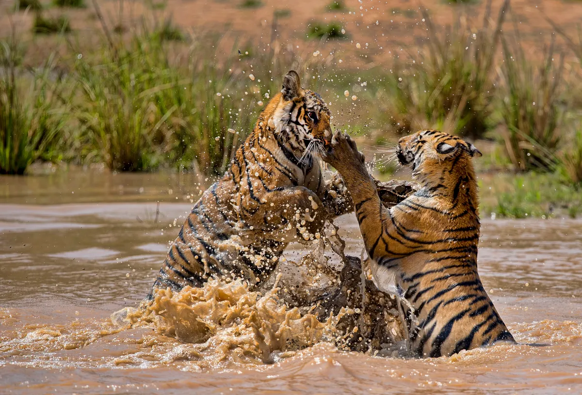 Two ten-month-old tiger cubs play fighting in water at Bandhavgarh Tiger Reserve in India. © Abhishek Singh/Getty