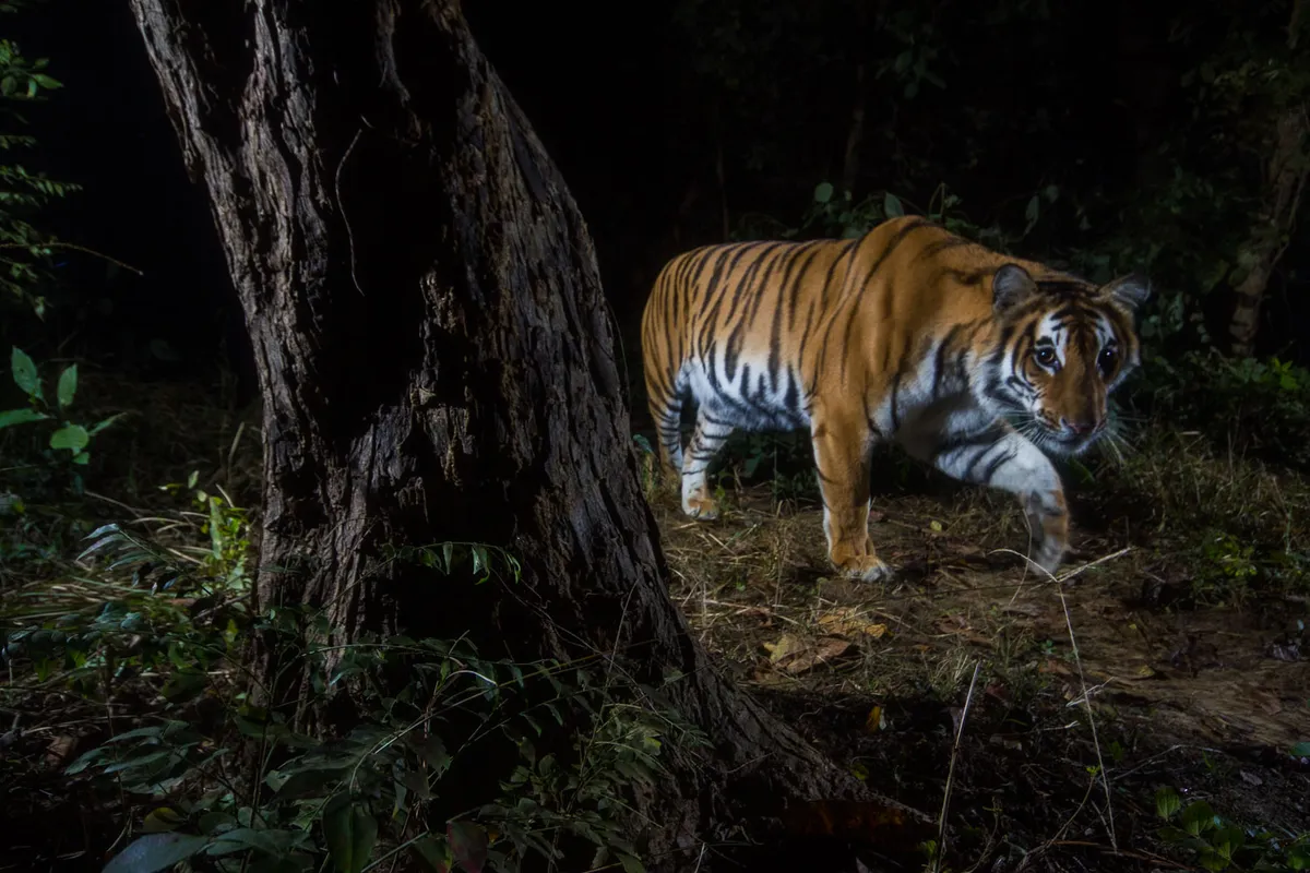 A tiger photographed with a camera trap in the Khata biological corridor, Nepal. © Emmanuel Rondeau