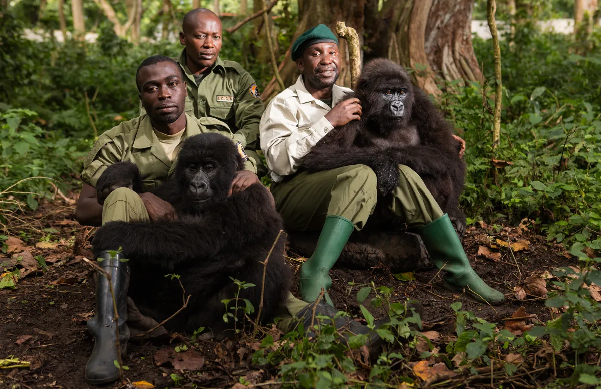 Rangers from Virunga National Park, Democratic Republic of Congo, caring for young gorillas at the Senkwekwe Center (pre-pandemic). The facility is the only mountain gorilla orphanage in the world, and also plays a critical role in rehabilitating orphaned eastern lowland gorillas confiscated from animal traffickers. © Adam Kiefer
