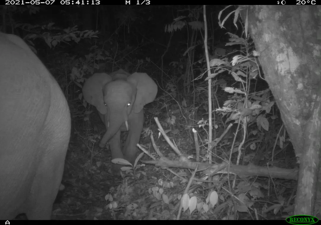 One of the calves in the family of African forest elephants in Ziama Forest, Guinea. © Fauna & Flora International/Centre Forestier N’Zérékoré
