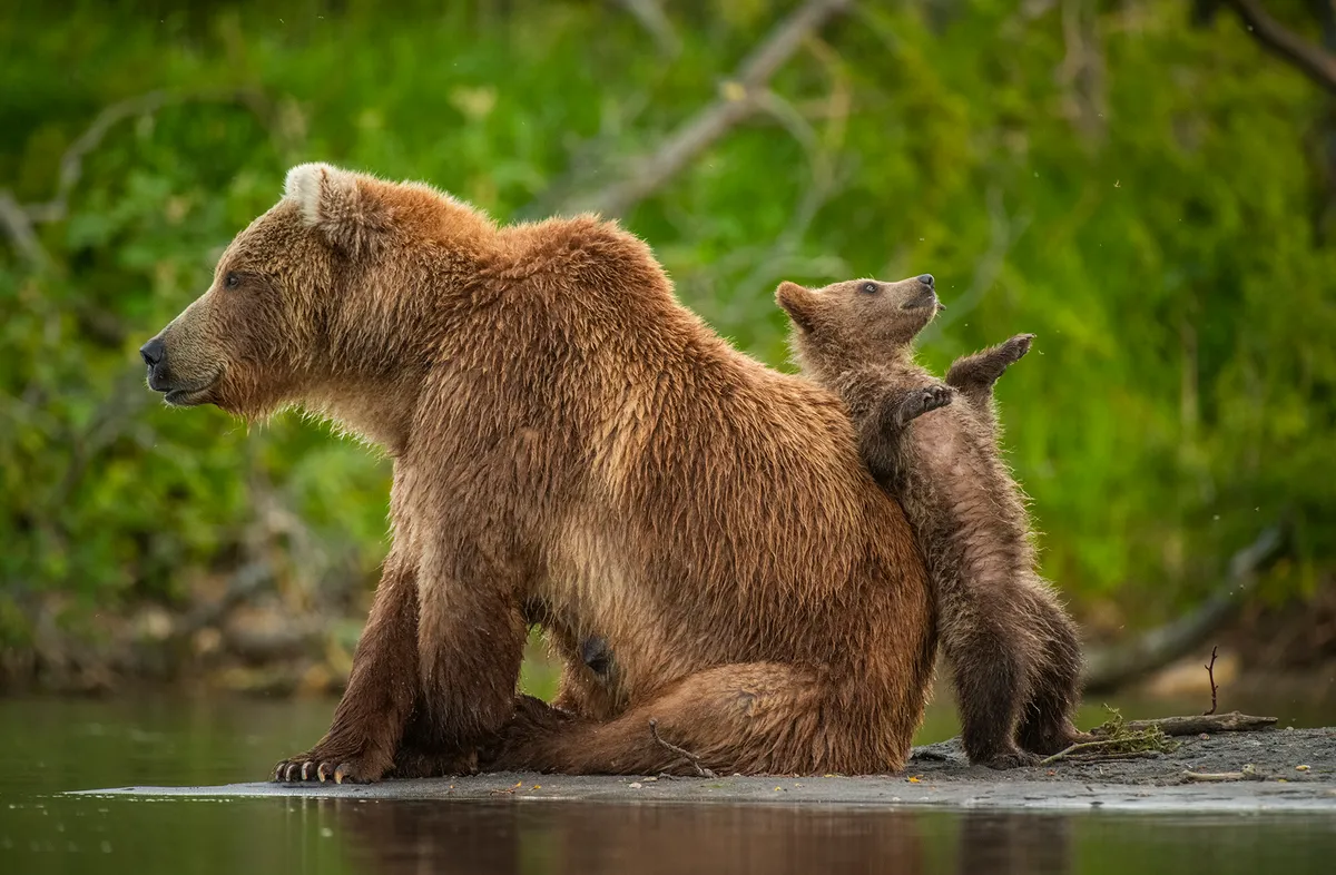 Leaning post: brown bear, Kamchatka Peninsula, Far East Russia. © Andy Parkinson (UK).