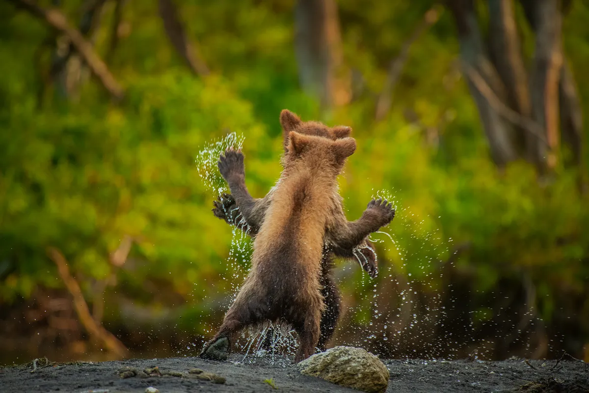 Let's dance: brown bear, Kamchatka Peninsula, Far East Russia. © Andy Parkinson (UK).