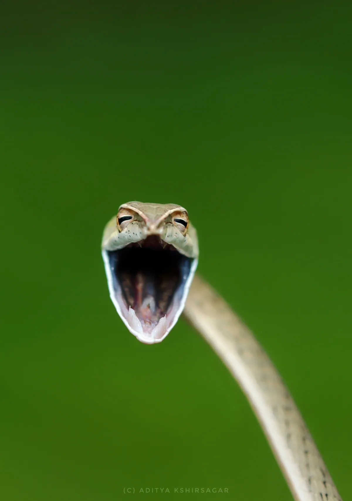 Laughing snake: vine snake, India. © Aditya Kshirsagar (India)