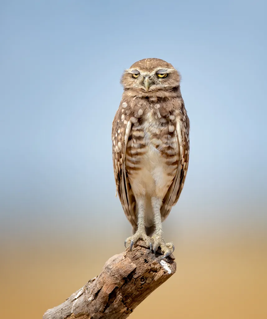 Shhhh! I'm so hungover it hurts: burrowing owl, San Bernardino county, California, USA. © Anita Ross (USA).