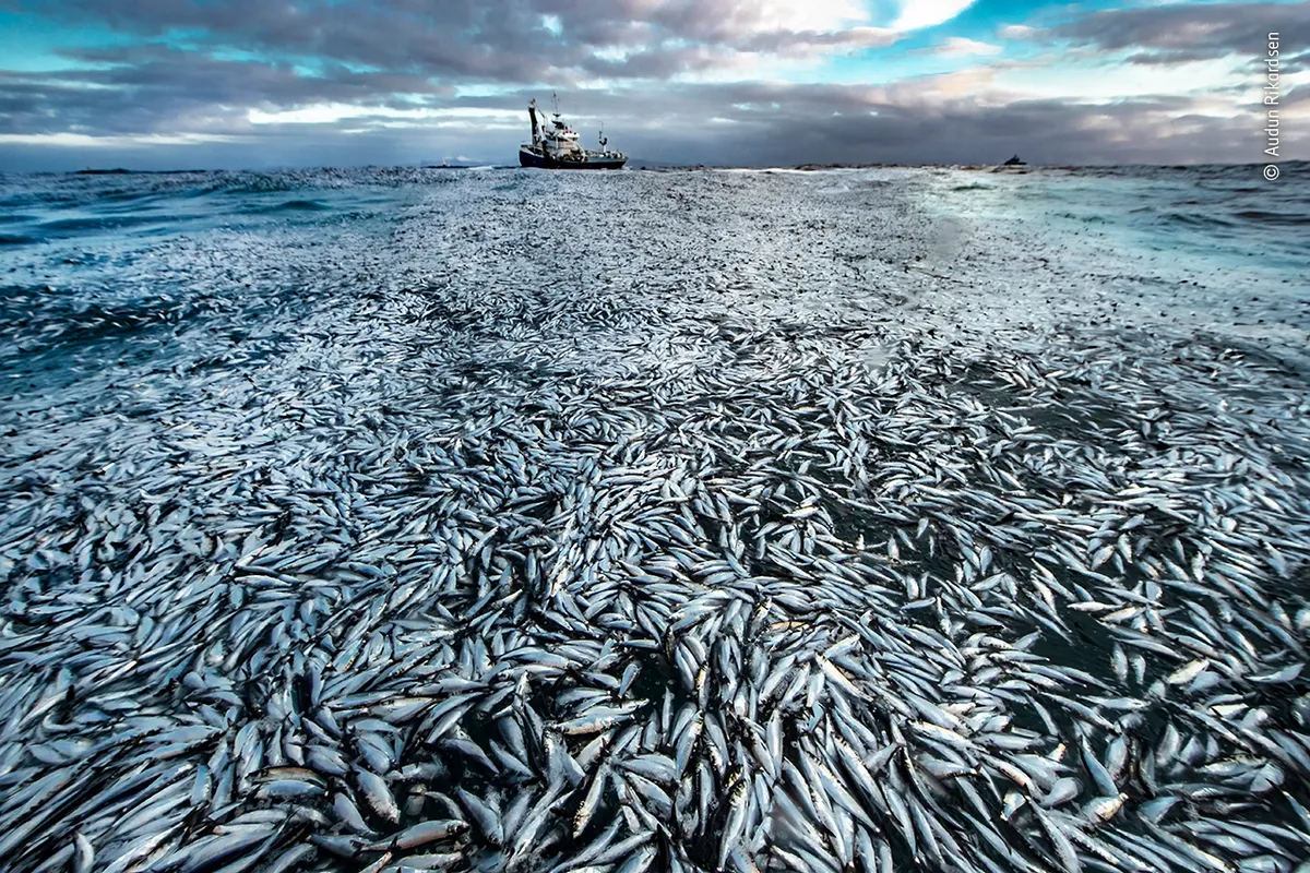 Category: Oceans – The Bigger Picture, Highly Commended. Net loss. © Audun Rikardsen (Norway)/Wildlife Photographer of the Year