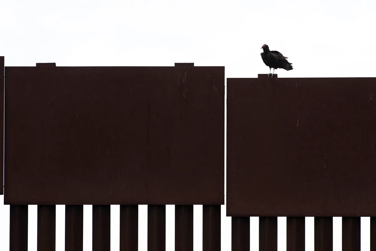A vulture on the border wall. © Alejandro Prieto