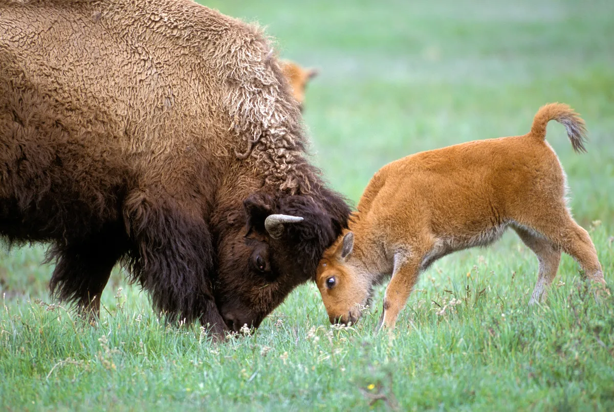 Bison (Bison bison) cow and calf playing. Yellowstone National Park, MT. © Suzi Eszterhas