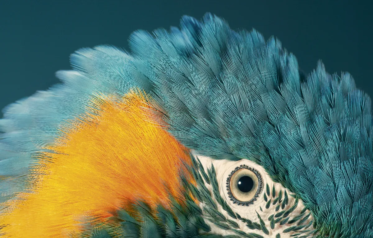 Blue-throated macaw. © 2021 Tim Flach