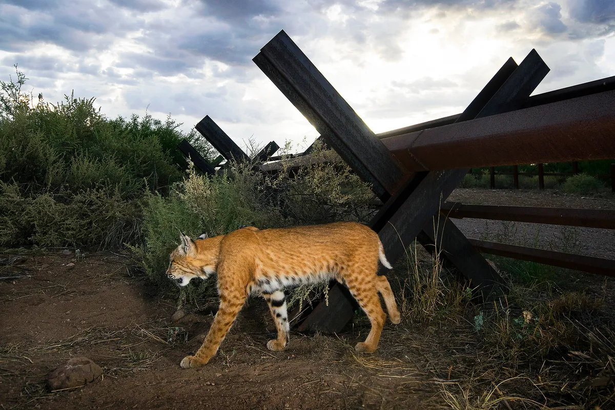 Wild bobcat crossing from USA to Mexico at San Bernardino Wildlife Refuge. © Alejandro Prieto