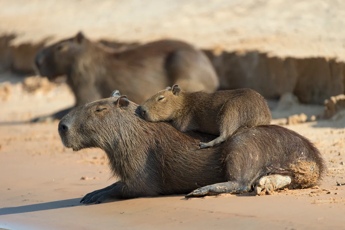 Capybara (Hydrochaeris hydrochaeris) baby resting on mother. Pantanal, Brazil. © Suzi Eszterhas