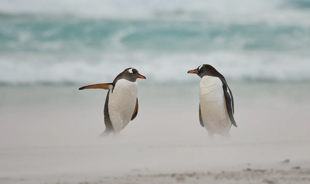 Directing penguin: gentoo penguins, Falkland Islands. © Carol Taylor (UK).