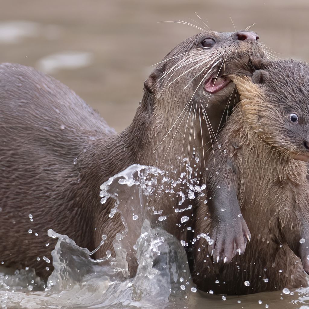 Comedy Wildlife Photography Awards 2021 - finalists