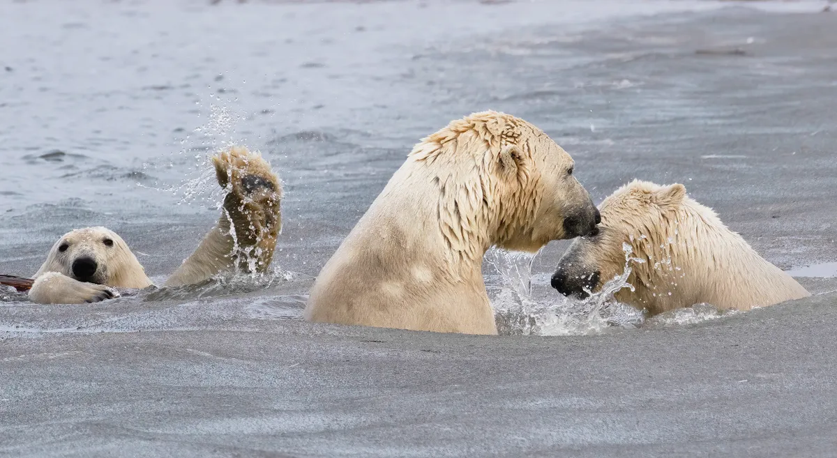 The Photo-Bombing Wave: polar bears, Alaska, USA. © Cheryl Strahl (USA).